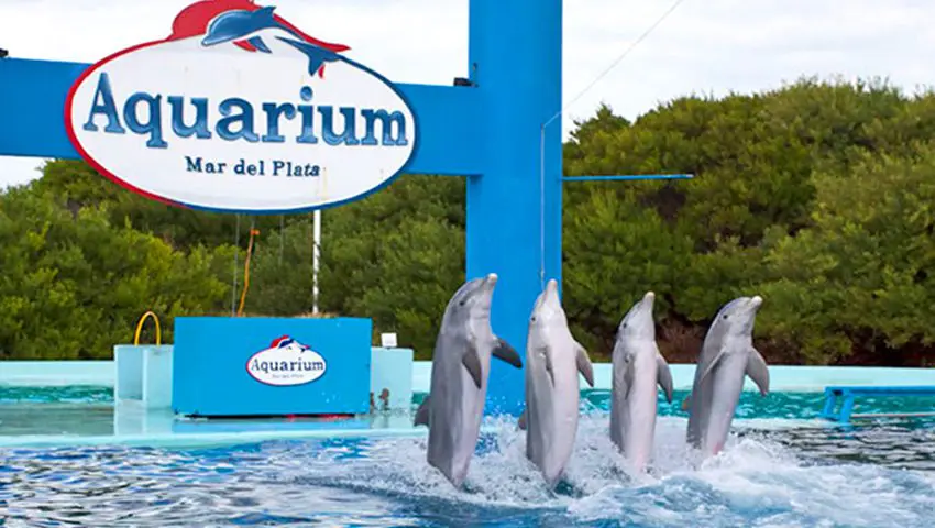 Aquarium Mar del Plata Punta Mogotes educación marina conservación familia turismo