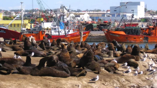 Reserva de Lobos Marinos