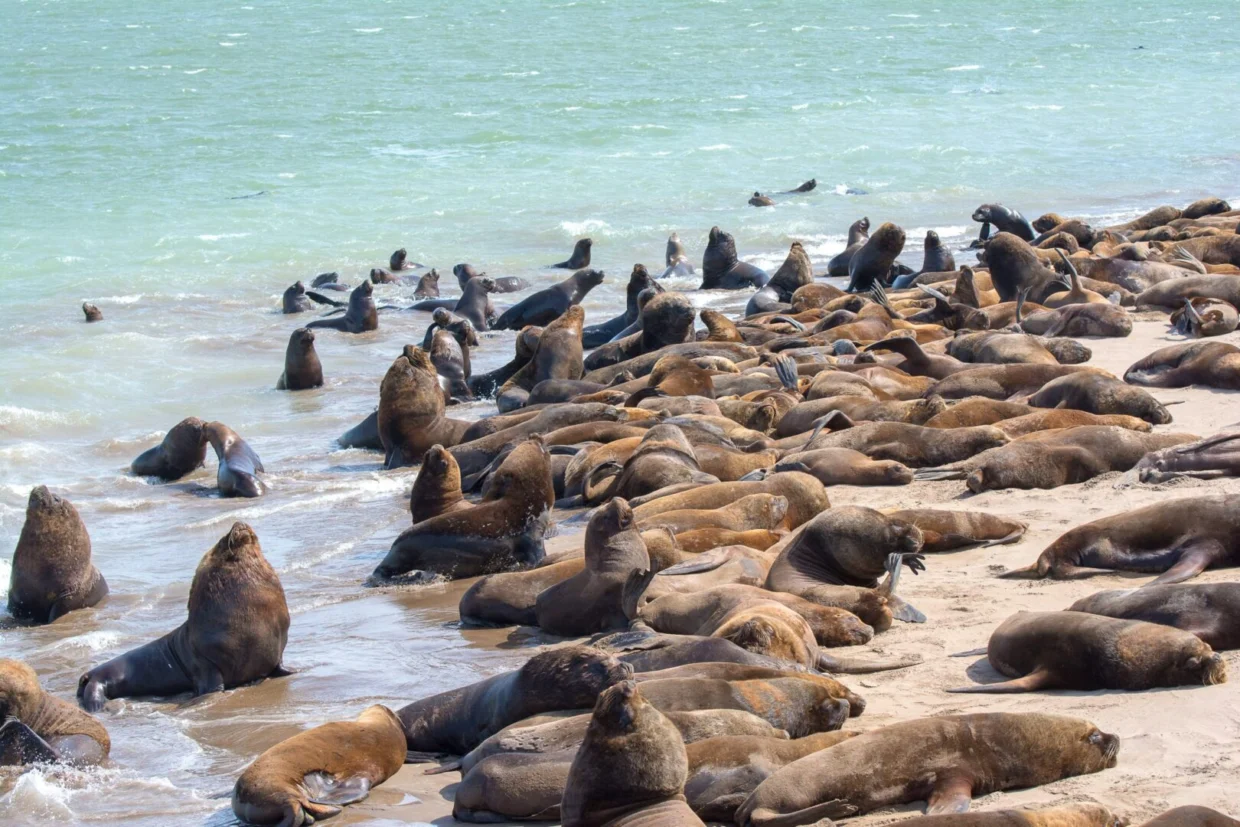 Reserva de Lobos Marinos